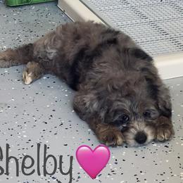 Aussiedoodle Puppies from Shawna Rosario