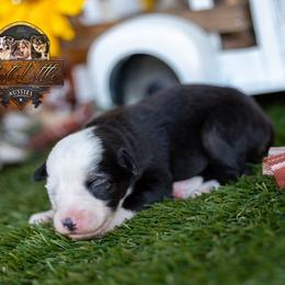 Journey - Black tri female Toy Australian Shepherd puppy in Granbury, Texas from Best Little Aussies