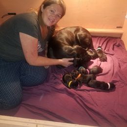 Labrador Retriever Puppies from Dinas Duck Dogs