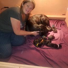 Labrador Retriever Puppies from Dinas Duck Dogs