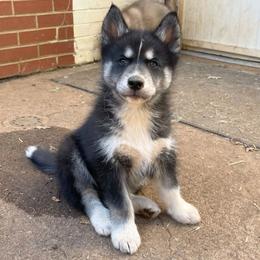 Libby - Black and white female Siberian Husky puppy in Elkin, North Carolina from Blue Ridge Shadow Huskies