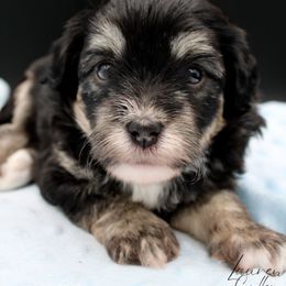 Hermione - Black and tan female Havapoo puppy in Hendersonville, North Carolina from Grayfinn House