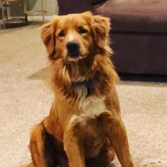 Ace- Available for stud - Nova Scotia Duck Tolling Retriever