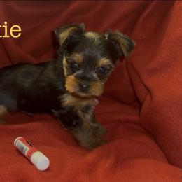 Yorkshire Terrier puppies from M.Y. Morkies and Yorkies