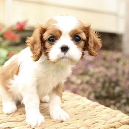 Cavalier King Charles Spaniel Puppies from Happily Ever After Cavaliers