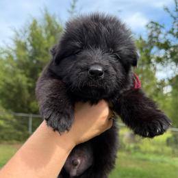 Red collar male - Black male German Shepherd puppy in Marianna, Florida from Haus M Godwin