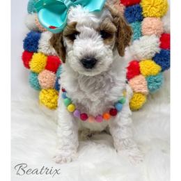 Beatrix - Parti female Goldendoodle puppy in State Road, North Carolina from Must Love Doodles