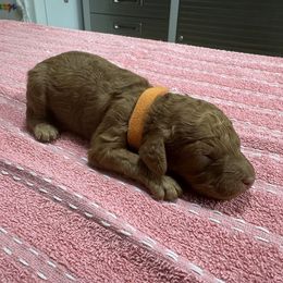Diego - Red male Cockapoo puppy in Sheridan, Missouri from Shepherdsfold’s Cockapoos
