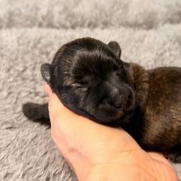 Red Black Brindle Male - Red brindle male Scottish Terrier puppy in Puyallup, Washington from Rainier Scotties