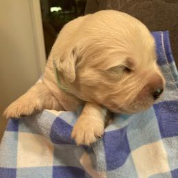 Levi - Light golden male Golden Retriever puppy in Ennis, Texas from Amberidge Golden Retrievers