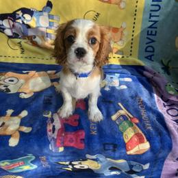 Cavalier King Charles Spaniel Puppies from Purple Moon Cavaliers