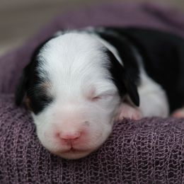 Peppermint - Black tri-color female Aussiedoodle puppy in Casa, Arkansas from Blue Diamond Puppies