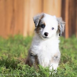 Miley - Blue merle female Miniature American Shepherd puppy in Snyder, Texas from RLA Miniature American Shepherds