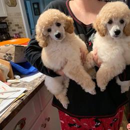 Poodle Puppies from Caralot Miniature Poodles
