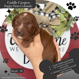 Boyd - Red male Cavapoo puppy in Fort Lupton, Colorado from Puppy Paws Colorado