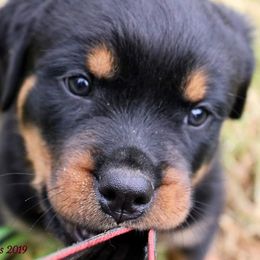 Rottweiler Puppies from C&C Royal Rottweilers