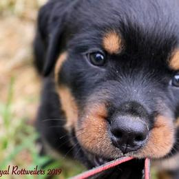 Rottweiler Puppies from C&C Royal Rottweilers