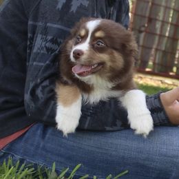 Girl 1 - Miniature Australian Shepherd puppy in Love County, Oklahoma from 6C Aussies