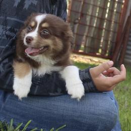 Girl 1 - Miniature Australian Shepherd puppy in Love County, Oklahoma from 6C Aussies
