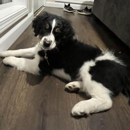 Aussiedoodle Puppies from White River Doodles