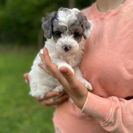 Magnolia - Parti female Goldendoodle puppy in Eaton, Ohio from Dezi’s Sonshine Doodles
