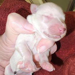Sweet Pup's Divinity - White female Miniature Schnauzer puppy in North Zulch, Texas from Sweet Pup Schnauzers