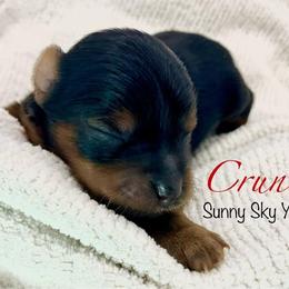 Crunch - Black and tan male Yorkshire Terrier puppy in Galesburg, Illinois from Sunny Sky Yorkies