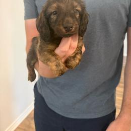 Tempo - Brindle male Dachshund puppy in Celina, Texas from Oak Bridge Farm