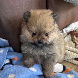 Nadia - Wolf sable female Pomeranian puppy in Colton, Oregon from Shelli’s Pampered Poms
