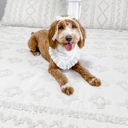 Palmer - Goldendoodle