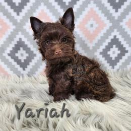 Yariah - Liver female Yorkshire Terrier puppy in Adair, Oklahoma from Phillippe's Puppy Paws
