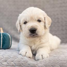 Golden Retriever Puppies from Sandy Acres Golden Retrievers