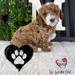 Goldendoodle Puppies from Maryland Designer Doodles