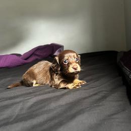 Female AKC 1 - Chocolate and cream female Dachshund puppy in Lehigh Acres, Florida from Ruby Rose Dachshund Dynasty