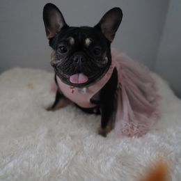 Tori - French Bulldog