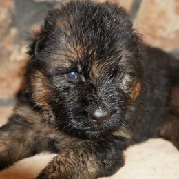 Pink Collar - Black and red female German Shepherd puppy in Howell, Michigan from Sheyenne’s Shepherds