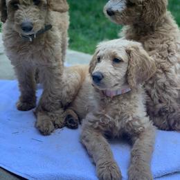Goldendoodle Puppies from Lundee Doodles
