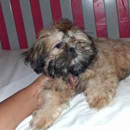 Boy 3 - Gold male Shih Tzu puppy in Birmingham, Alabama from K&D kennels
