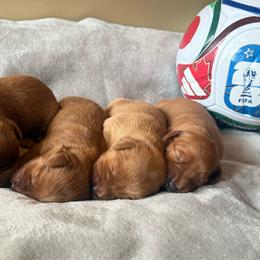 Girl 2 - Dark golden female Golden Retriever puppy in Albemarle, North Carolina from Companion Goldens of the Carolinas
