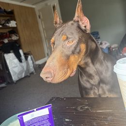 Mystik - Doberman Pinscher