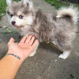 Shadow - Merle male Pomsky puppy in Saint Joseph, Missouri from Pomsky Pack & Co