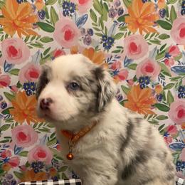 Australian Shepherd Puppies from Kent island Aussies