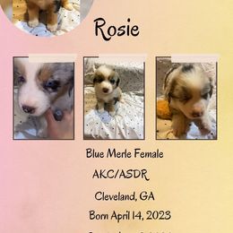 Rosie - Girl 2 - Blue merle Australian Shepherd puppy in Cleveland, Georgia from J&L Farm