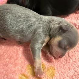 Donald - Blue and tan male Chihuahua puppy in Molino, Florida from Pensacola Chi Garden