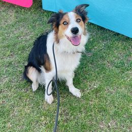 Cazoom - Border Collie
