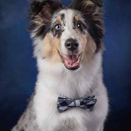 Shetland Sheepdog Puppies from Southern Charm Sheltie’s