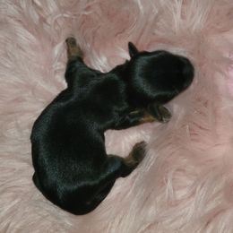 Girl 2 - Black and tan female Yorkshire Terrier puppy in Cottageville, South Carolina from Mandy's Poodle's