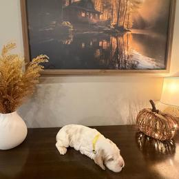 Cider - Lemon and white male English Springer Spaniel puppy in Morrilton, Arkansas from Triple M Farms & Springers