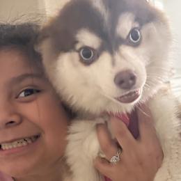 Pomskies from Armando Echevarria