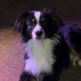 Gus - Toy Australian Shepherd